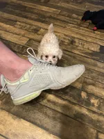 Tcup Charlie , a male Poodle - Toy  for sale in Fairfield Bay, AR – 7 of 7