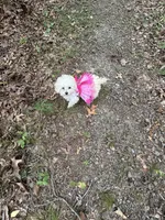 Tcup Darla, a female Poodle - Toy  for sale in Fairfield Bay, AR – 5 of 9