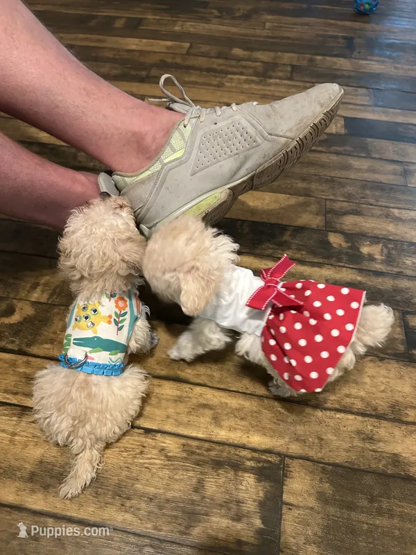Molly Tcup  – Poodle - Toy  puppy for sale in Fairfield Bay, AR