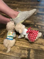 Molly Tcup , a female Poodle - Toy  for sale in Fairfield Bay, AR – 2 of 6