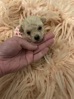 Teacup Chanel, a female Poodle - Toy  for sale in Fairfield Bay, AR – 3 of 5