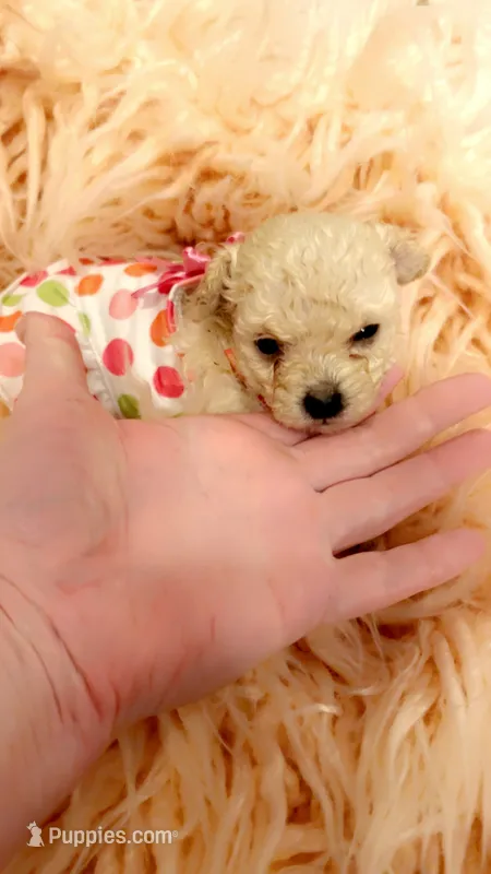 Teacup Chanel – Poodle - Toy  puppy for sale in Fairfield Bay, AR