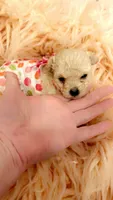 Teacup Chanel, a female Poodle - Toy  for sale in Fairfield Bay, AR – 1 of 5