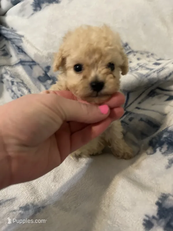 Charlie  – Poodle - Toy  puppy for sale in Fairfield Bay, AR