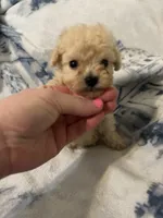 Charlie , a male Poodle - Toy  for sale in Fairfield Bay, AR – 1 of 8