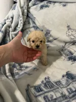 Charlie , a male Poodle - Toy  for sale in Fairfield Bay, AR – 7 of 8