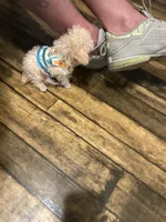 Tcup Charlie , a male Poodle - Toy  for sale in Fairfield Bay, AR – 5 of 7