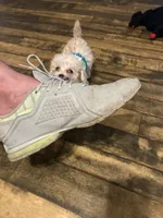 Tcup Charlie , a male Poodle - Toy  for sale in Fairfield Bay, AR – 6 of 7