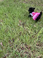 Stella silver , a female Poodle - Toy  for sale in Fairfield Bay, AR – 4 of 5
