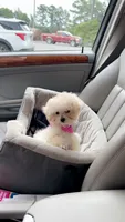Tcup Darla, a female Poodle - Toy  for sale in Fairfield Bay, AR – 4 of 9
