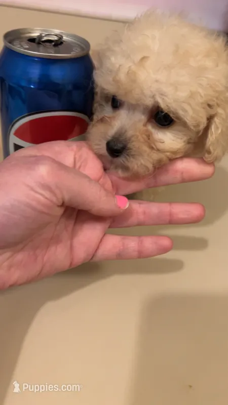 Mickey TCUP – Poodle - Toy  puppy for sale in Fairfield Bay, AR