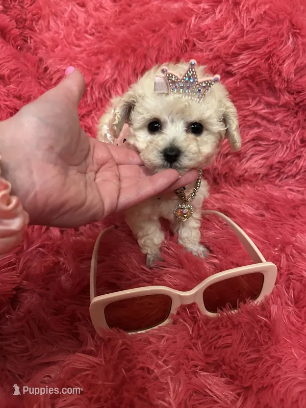 Teacup Chanel  – Poodle - Toy  puppy for sale in Fairfield Bay, AR