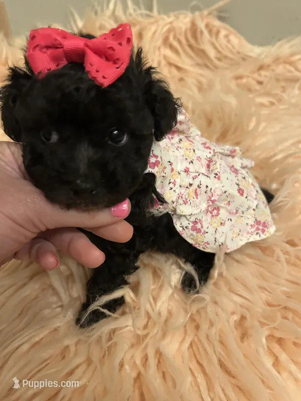 Stella – Poodle - Toy  puppy for sale in Fairfield Bay, AR