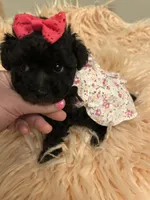 Stella, a female Poodle - Toy  for sale in Fairfield Bay, AR – 1 of 2