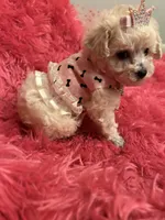 Teacup Chanel , a female Poodle - Toy  for sale in Fairfield Bay, AR – 5 of 10