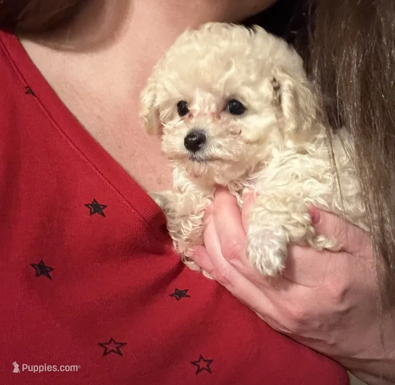 Molly tiny , a female Poodle - Toy  for sale in Fairfield Bay, AR – 1 of 3