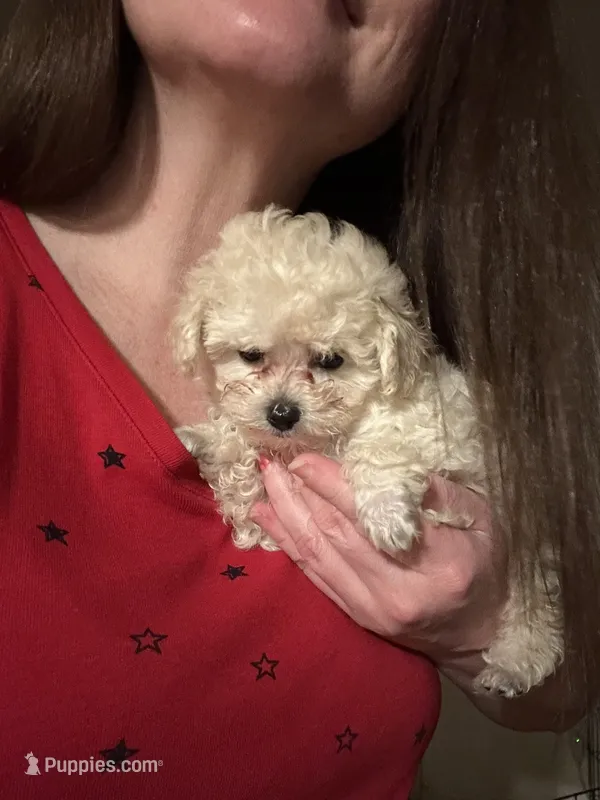 Molly Tcup  – Poodle - Toy  puppy for sale in Fairfield Bay, AR