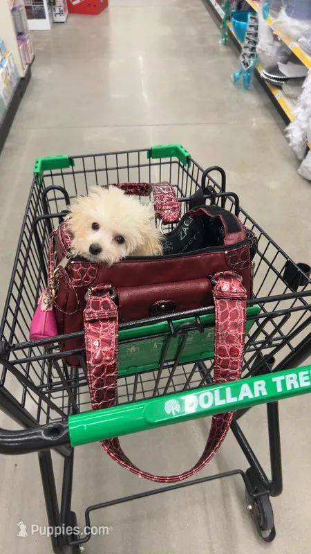 Mickey TCUP – Poodle - Toy  puppy for sale in Fairfield Bay, AR