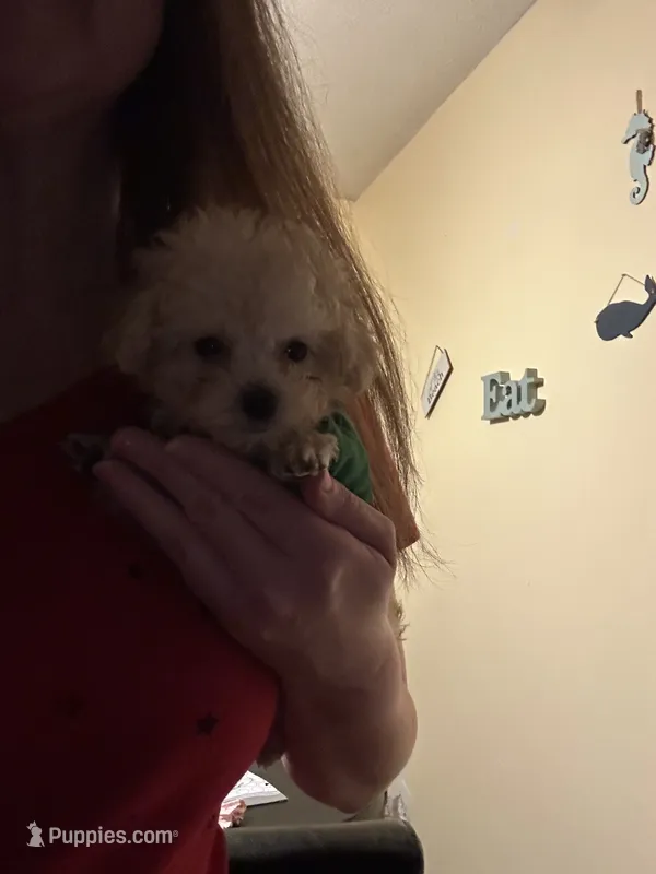 Mickey TCUP – Poodle - Toy  puppy for sale in Fairfield Bay, AR