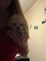 Mickey TCUP, a male Poodle - Toy  for sale in Fairfield Bay, AR – 3 of 5