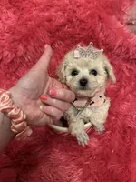 Teacup Chanel , a female Poodle - Toy  for sale in Fairfield Bay, AR – 2 of 10