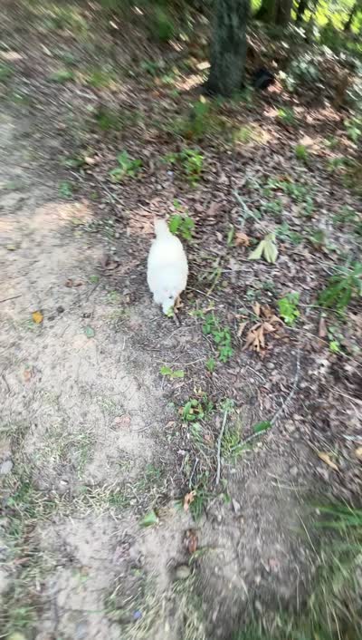 Tcup Darla, a female Poodle - Toy  for sale in Fairfield Bay, AR – 9 of 9