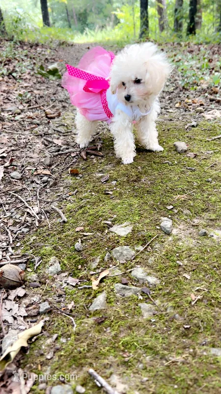 Molly Tcup  – Poodle - Toy  puppy for sale in Fairfield Bay, AR