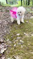Tcup Darla, a female Poodle - Toy  for sale in Fairfield Bay, AR – 2 of 9
