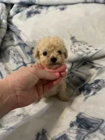 Charlie , a male Poodle - Toy  for sale in Fairfield Bay, AR – 4 of 8