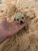 Teacup Chanel, a female Poodle - Toy  for sale in Fairfield Bay, AR – 5 of 5