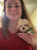 Mickey TCUP, a male Poodle - Toy  for sale in Fairfield Bay, AR – 4 of 5