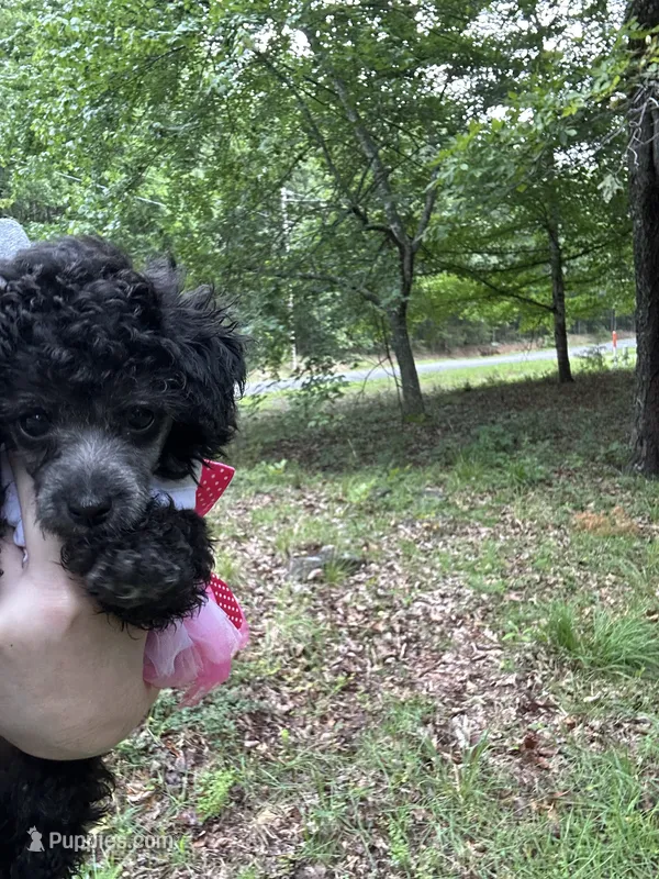 Stella silver  – Poodle - Toy  puppy for sale in Fairfield Bay, AR