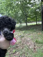 Stella silver , a female Poodle - Toy  for sale in Fairfield Bay, AR – 1 of 5