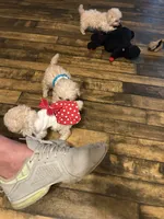 Molly Tcup , a female Poodle - Toy  for sale in Fairfield Bay, AR – 5 of 6