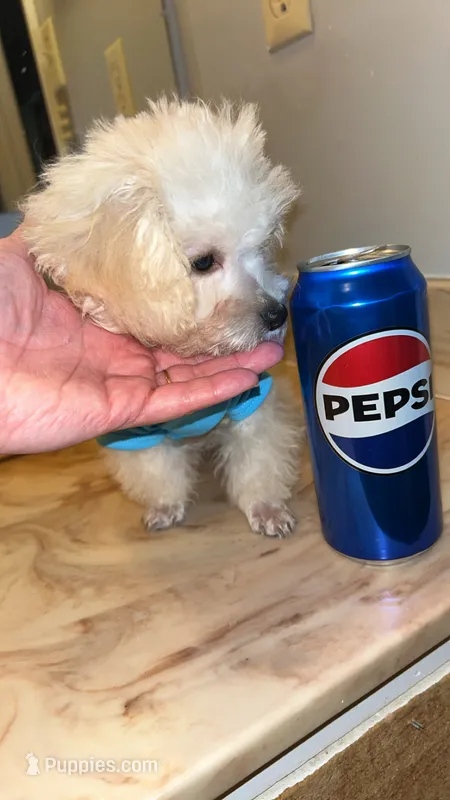 Mickey TCUP – Poodle - Toy  puppy for sale in Fairfield Bay, AR