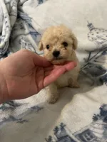 Charlie , a male Poodle - Toy  for sale in Fairfield Bay, AR – 2 of 8