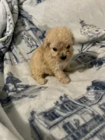 Charlie , a male Poodle - Toy  for sale in Fairfield Bay, AR – 5 of 8