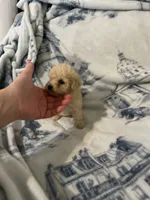 Charlie , a male Poodle - Toy  for sale in Fairfield Bay, AR – 8 of 8