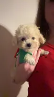 Tcup Charlie , a male Poodle - Toy  for sale in Fairfield Bay, AR – 2 of 7