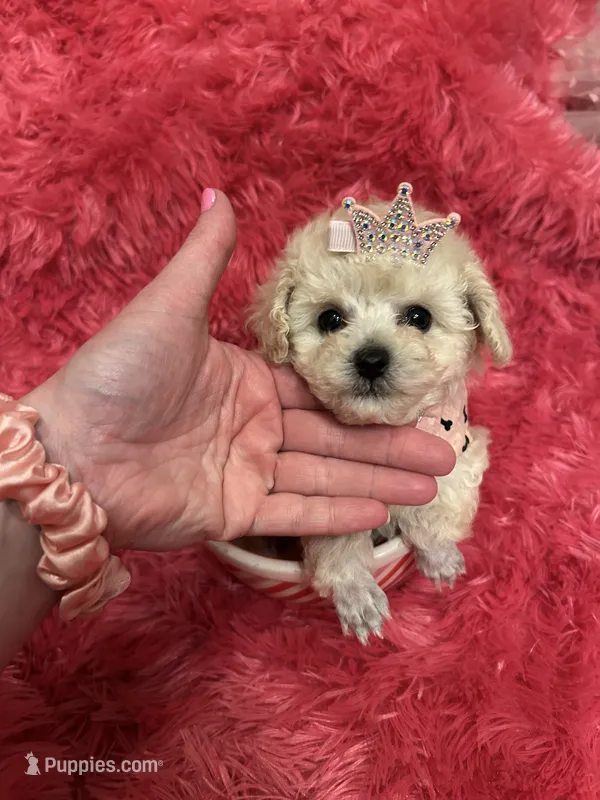 Teacup Chanel  – Poodle - Toy  puppy for sale in Fairfield Bay, AR