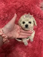Teacup Chanel , a female Poodle - Toy  for sale in Fairfield Bay, AR – 6 of 10