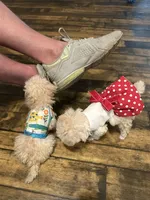 Molly Tcup , a female Poodle - Toy  for sale in Fairfield Bay, AR – 6 of 6