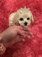 Teacup Chanel , a female Poodle - Toy  for sale in Fairfield Bay, AR – 8 of 10