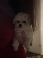 Molly tiny , a female Poodle - Toy  for sale in Fairfield Bay, AR – 2 of 3