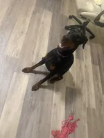 Lola, a female Doberman Pinscher for sale in Frostburg, MD – 5 of 5