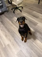 Lola, a female Doberman Pinscher for sale in Frostburg, MD – 2 of 5