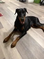 Lola, a female Doberman Pinscher for sale in Frostburg, MD – 1 of 5