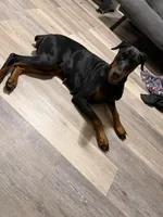Lola, a female Doberman Pinscher for sale in Frostburg, MD – 4 of 5