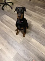 Lola, a female Doberman Pinscher for sale in Frostburg, MD – 3 of 5