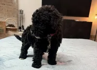 Red Boy, a male Bordoodle for sale in Atlanta, GA – 2 of 6